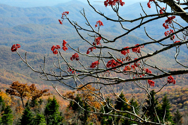 Karen Duquette liked this tree